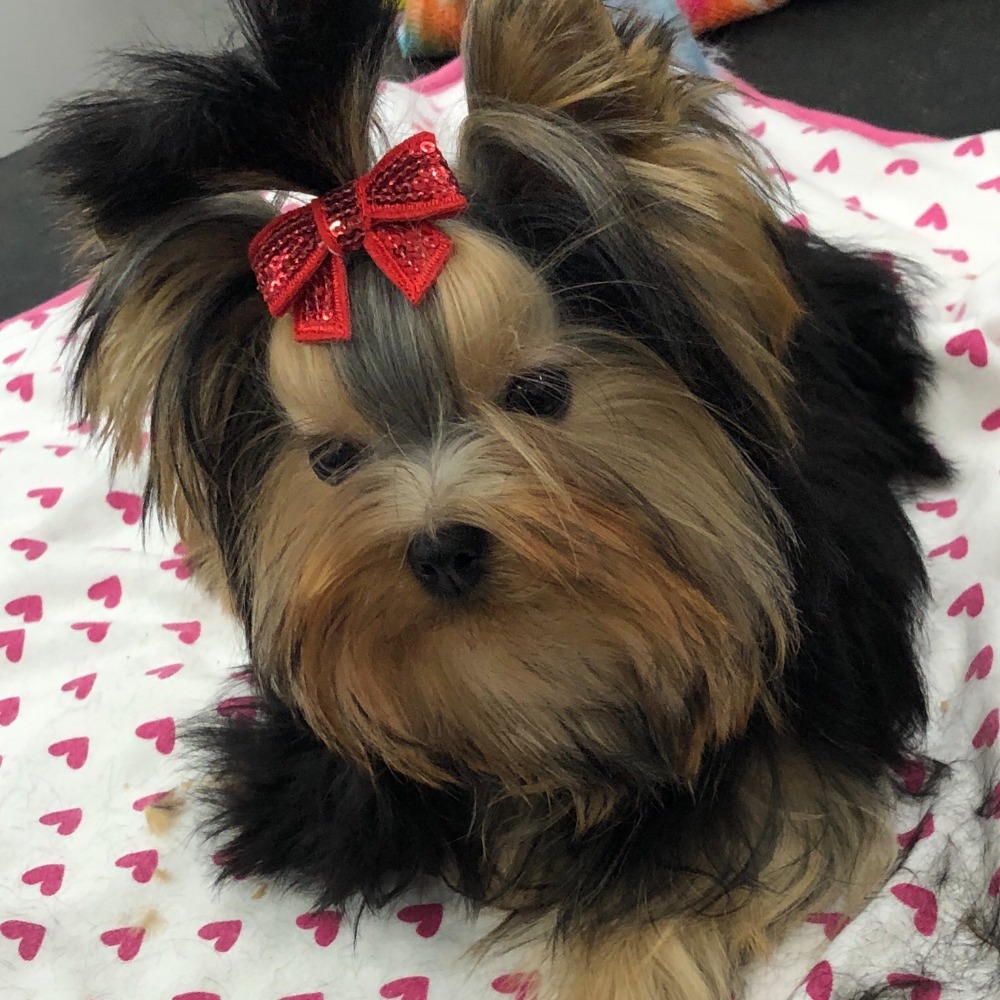 Meet your Posher, Clara